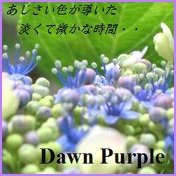 dawn purple